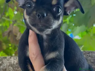 Chihuahua perros Chihuahua - Anuncio 8
