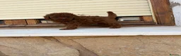 Caniche Toy perros en venta: Caniche Toy  - Anuncio 3