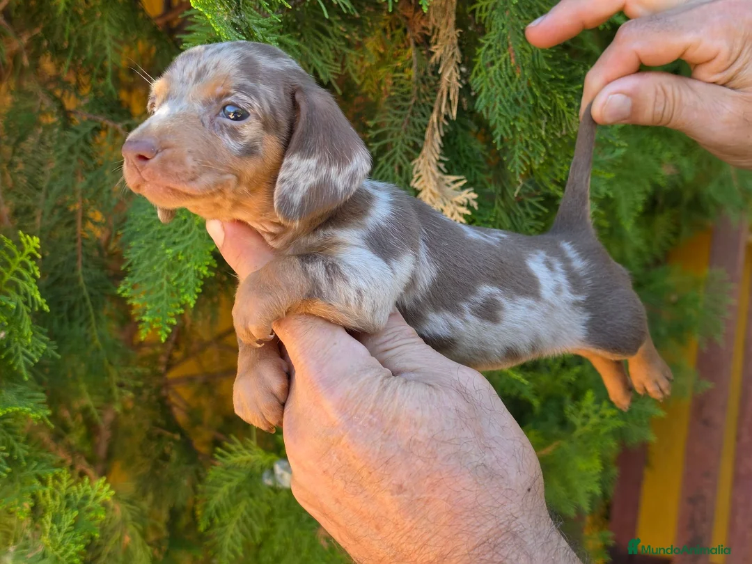 Teckel Miniatura perros en venta: Teckel arlequin chocolate  - Anuncio 2