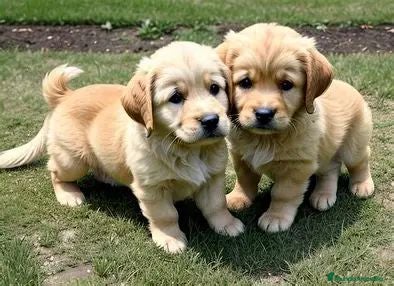 Golden Retriever perros GOLDEN RETRIEVER - Anuncio 1
