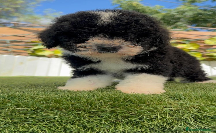 Perro de Agua Español perros - Propaganda 2