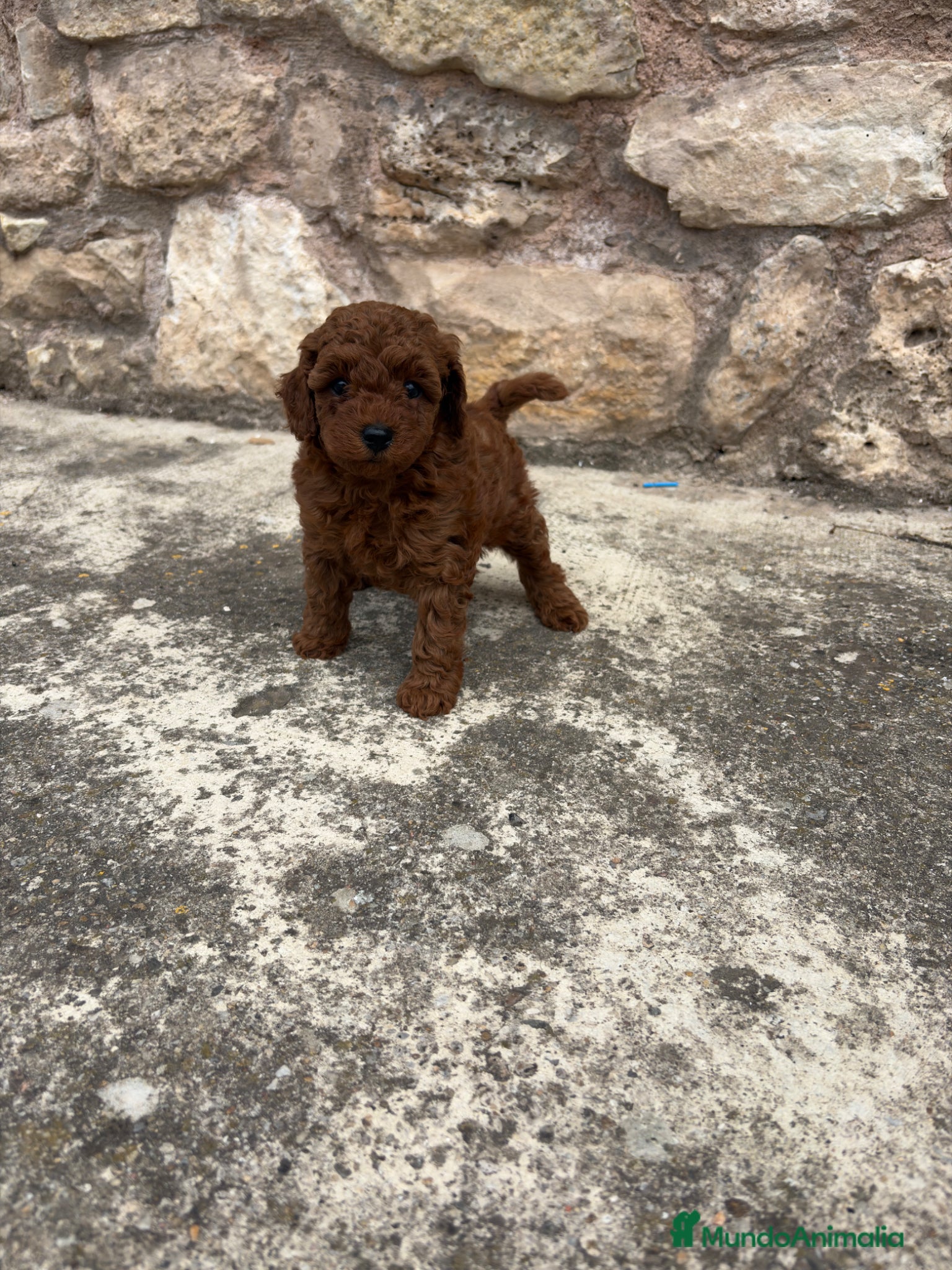 Caniche Toy perros en venta: Caniche rojo toy - Anuncio 1