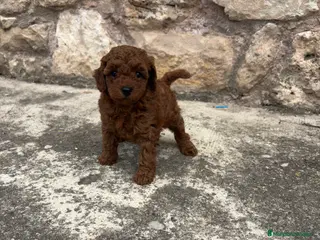 Caniche Toy perros en venta: Caniche rojo toy - Anuncio 1