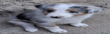 Border Collie 3