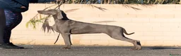 Weimaraner perros en venta: Cachorros weimaraner  - Anuncio 3
