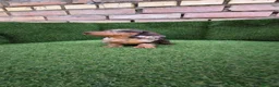 Teckel Miniatura perros en venta: teckel miniatura arlequín chocolate varios colores - Anuncio 3