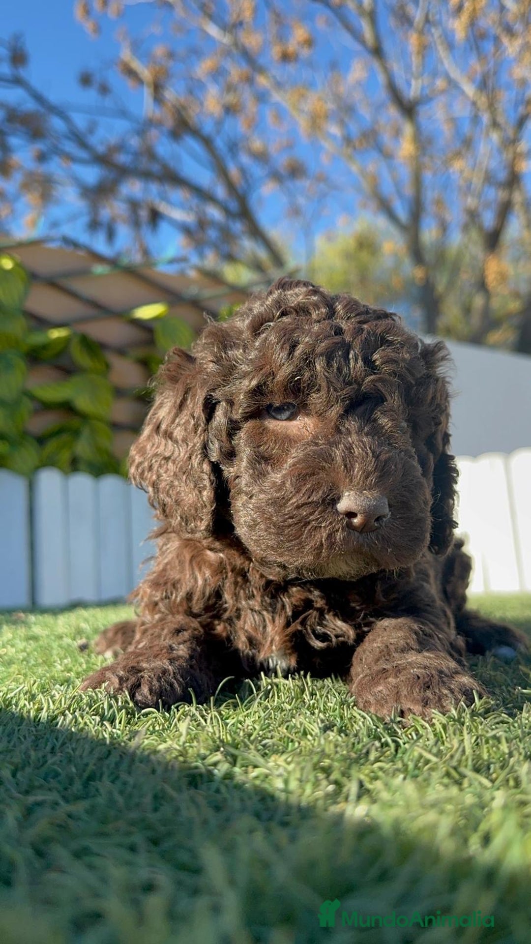 Perro de Agua Español perros en venta: PERRO DE AGUA ESPAÑOL - Anuncio 14