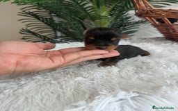 Yorkshire Terrier perros en venta: YORKSHIRE TERRIER - Imagen 16