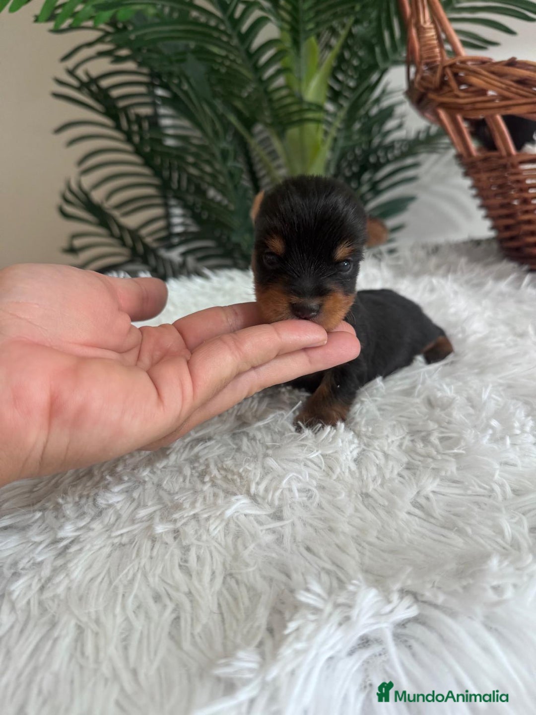 Yorkshire Terrier perros en venta: YORKSHIRE TERRIER - Imagen 16