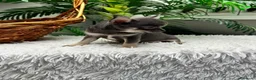 Chihuahua perros en venta: CHIHUAHUA BLUE - Anuncio 4