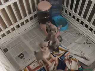 Chihuahua perros Chihuahua mini en Curtis la coruña - Anuncio 1