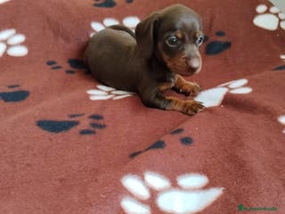 Teckel Miniatura perros TECKEL MINIATURA CHOCOLATE - Anuncio 35