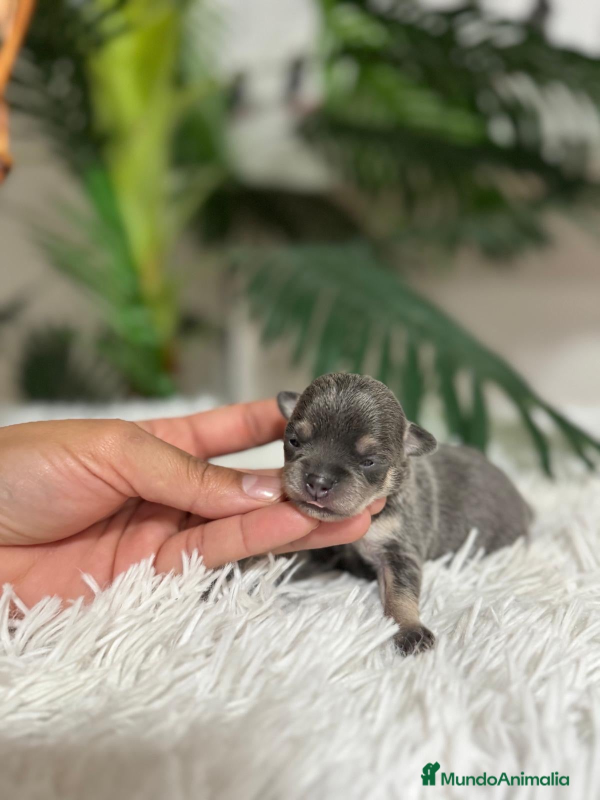 Chihuahua perros CHIHUAHUA BLUE - Anuncio 1