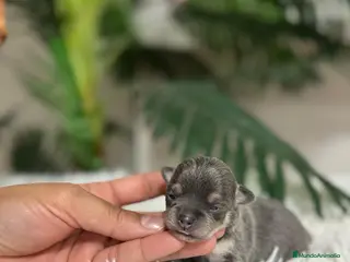 Chihuahua perros CHIHUAHUA BLUE - Anuncio 1