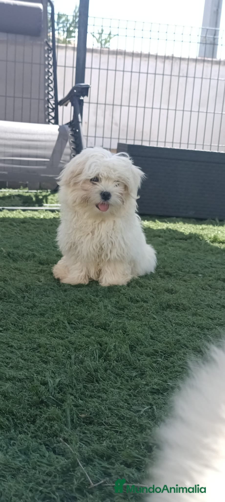 Bichón Maltés perros Bichon maltés toy - Anuncio 1