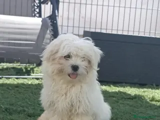 Bichón Maltés perros Bichon maltés toy - Anuncio 1