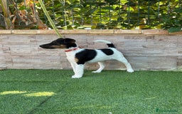 Fox Terrier de Pelo Liso perros en venta: Disponible hembra fox pelo liso . - Imagen 1