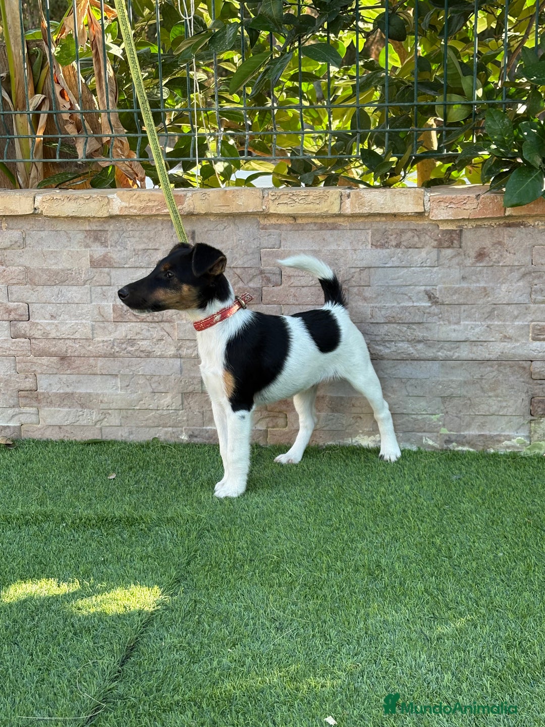 Fox Terrier de Pelo Liso perros en venta: Disponible hembra fox pelo liso . - Imagen 1
