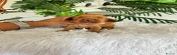 Cocker Spaniel Inglés perros en venta: COCKER SPANIEL INGLES - Anuncio 2