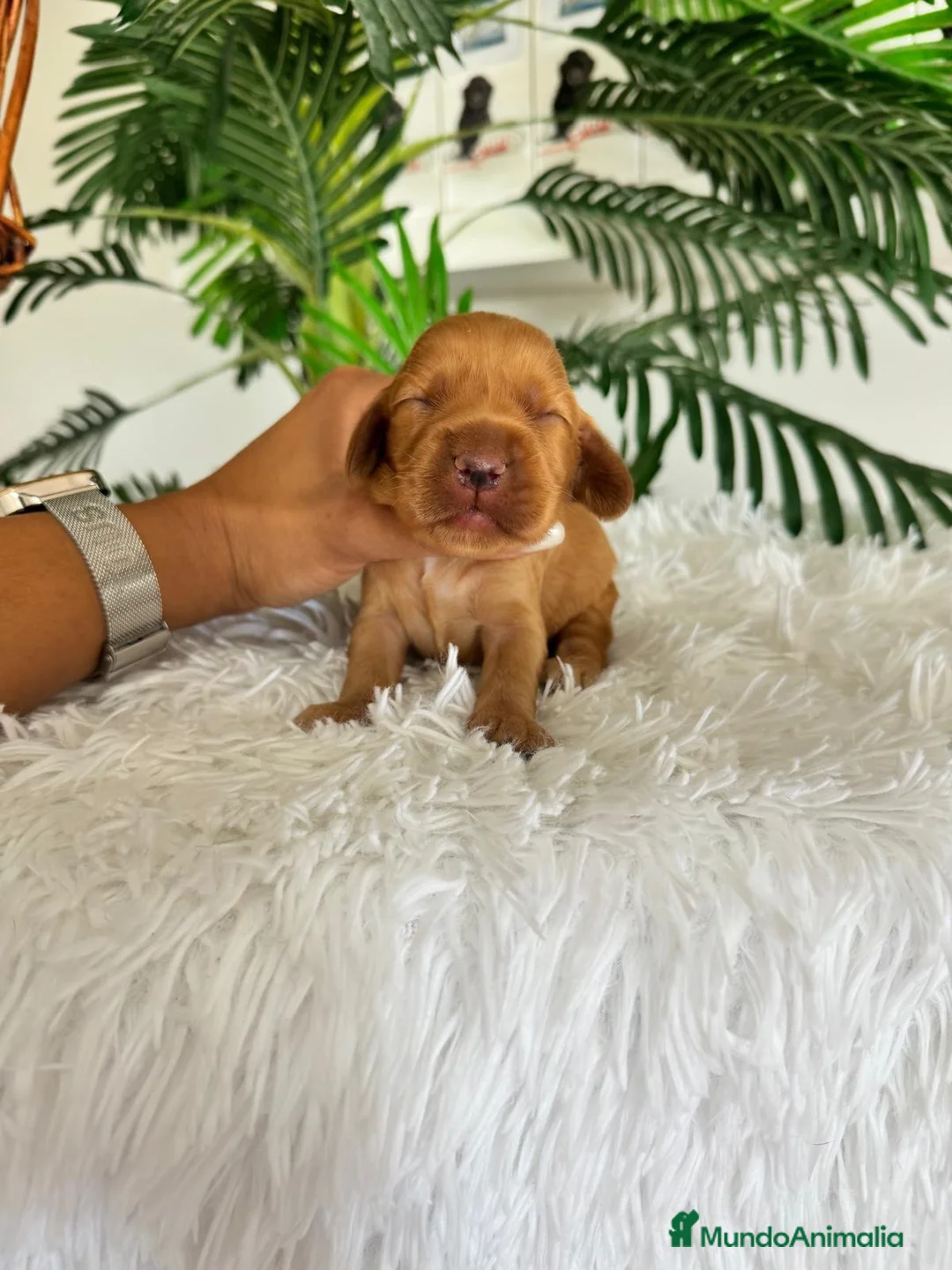 Cocker Spaniel Inglés perros en venta: COCKER SPANIEL INGLES - Anuncio 2