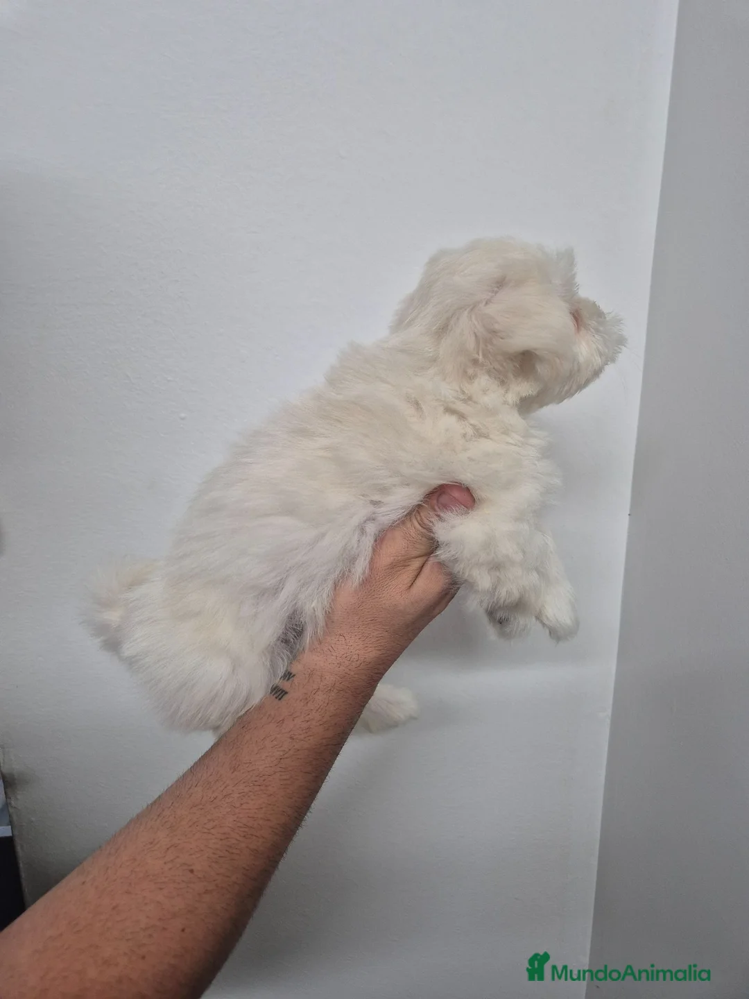 Bichón Maltés perros en venta: Bichon Maltes  - Anuncio 9