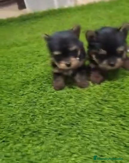 Yorkshire Terrier perros YORKSHIRE MACHO EXCLUSIVO  - Anuncio 23