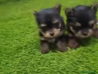 Yorkshire Terrier perros YORKSHIRE MACHO EXCLUSIVO - Anuncio 23