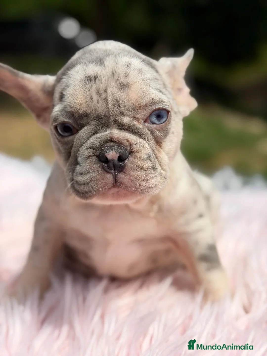 Bulldog Francés perros en venta: BULLDOG FRANCÉS MERLÉ HEMBRA - Anuncio 4