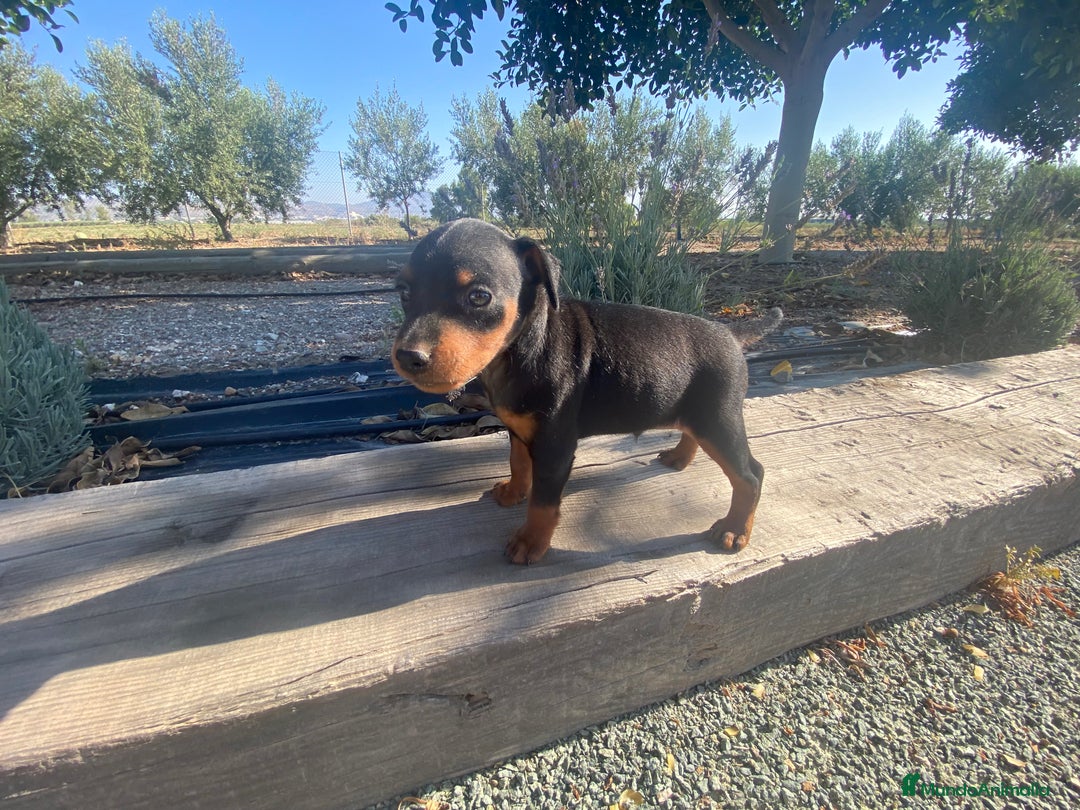 Pinscher Miniatura perros en venta: Mini pincher - Imagen 3