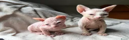 Sphynx gatos en venta: Camada Sphynx blanco - Anuncio 8