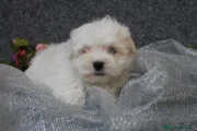 Bichón Maltés Cachorro 5