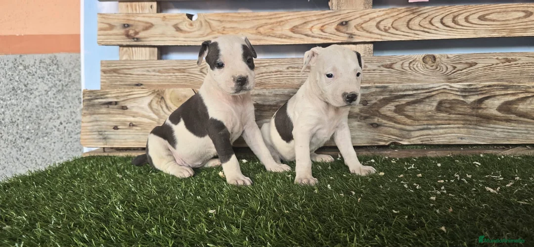 American Staffordshire-Terrier perros en venta: American stanford 🐾🐶 en Málaga - Anuncio 1