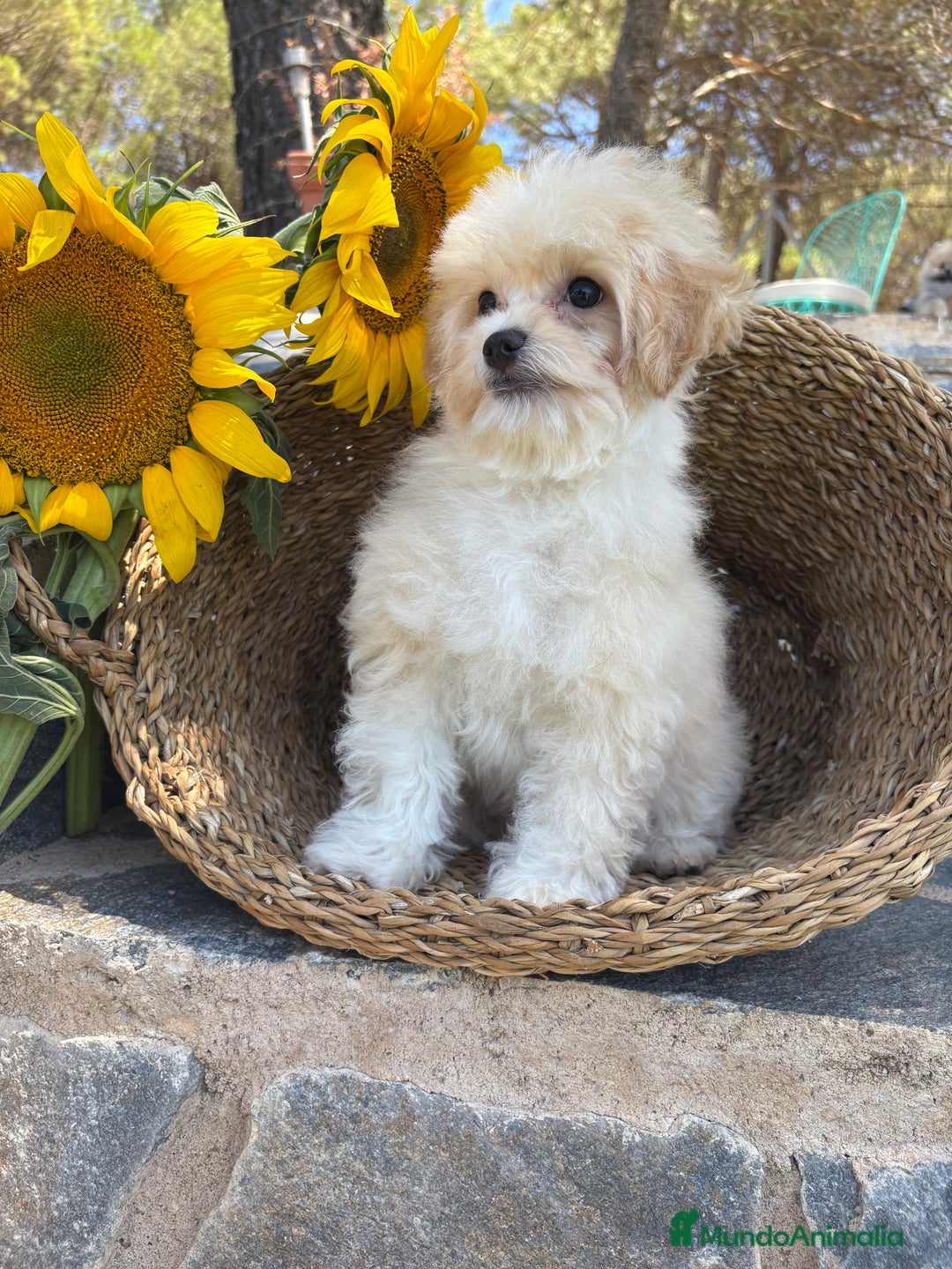 Maltipoo perros en venta: Maltipoo para entregar macho - Imagen 6