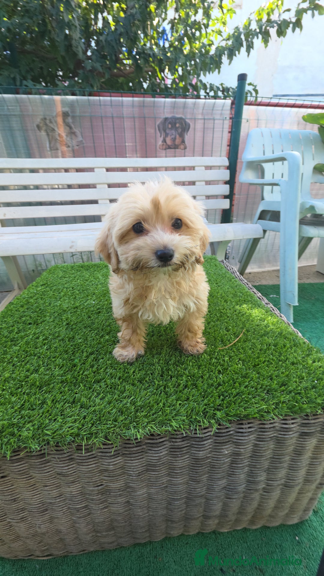 Maltipoo perros en venta: Maltipoo macho apricot  - Imagen 2