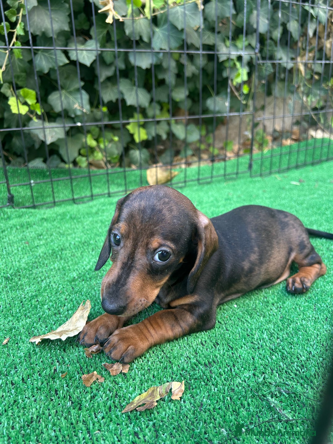 Teckel Miniatura perros en venta: teckel arlequin  - Imagen 2