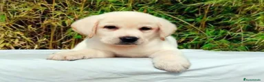 Labrador Retriever 2
