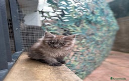 Maine Coon gatos en venta: Maine Coon Black Humo - Imagen 15