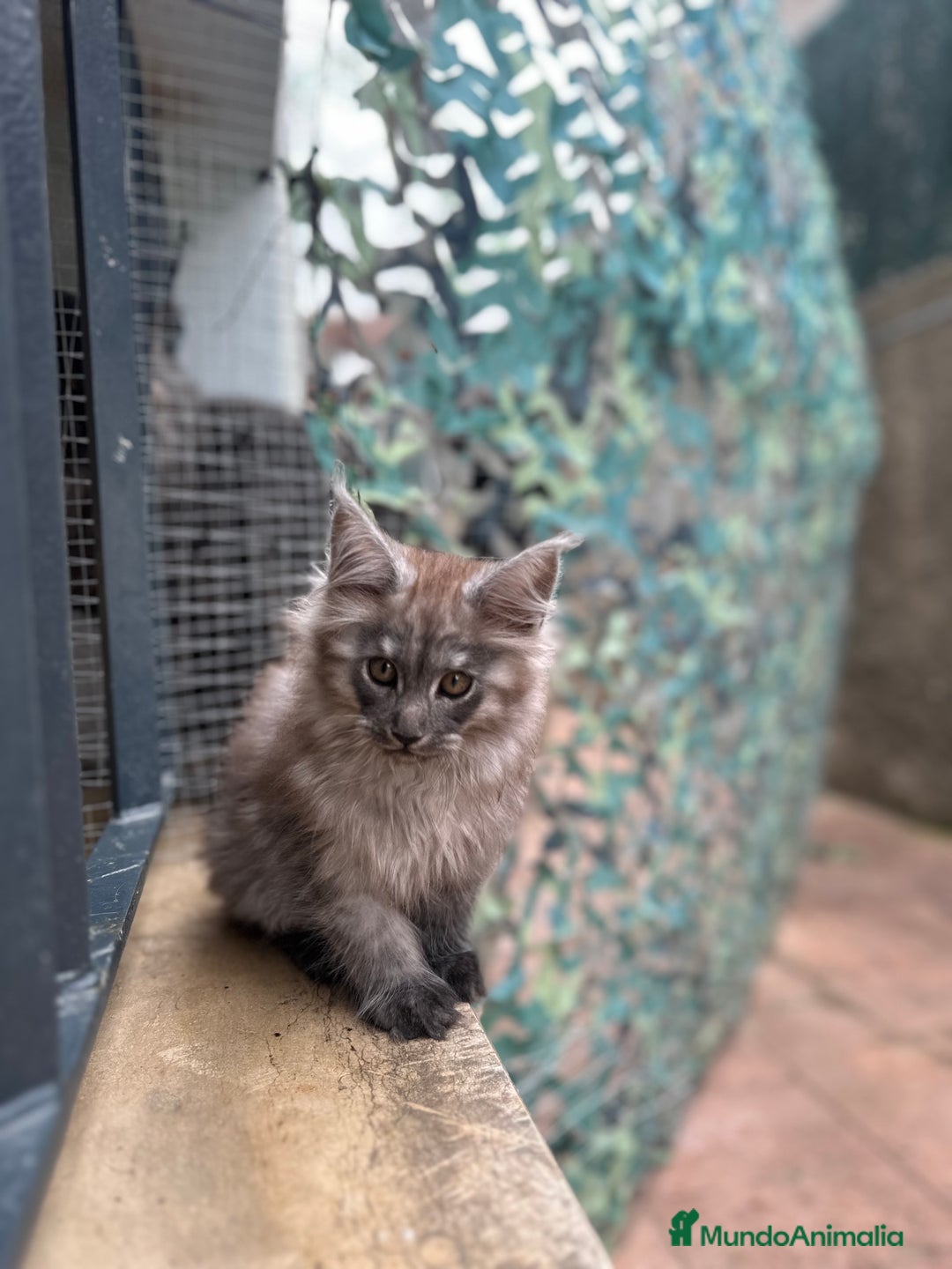 Maine Coon gatos en venta: Maine Coon Black Humo - Imagen 15