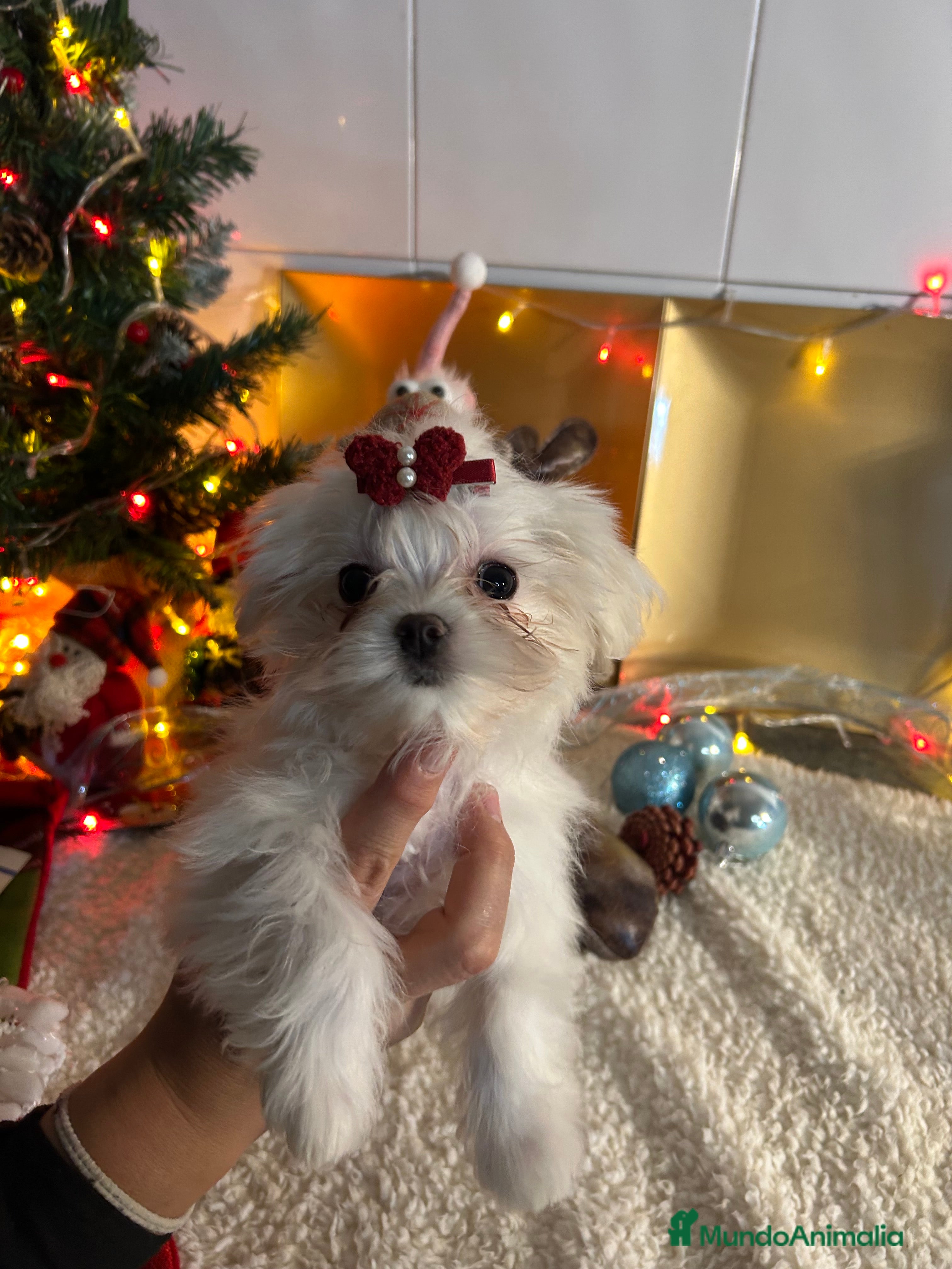 Bichón Maltés perros Bichón maltés línea coreana  - Anuncio 5