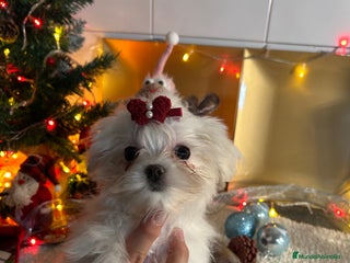 Bichón Maltés perros Bichón maltés línea coreana - Anuncio 1