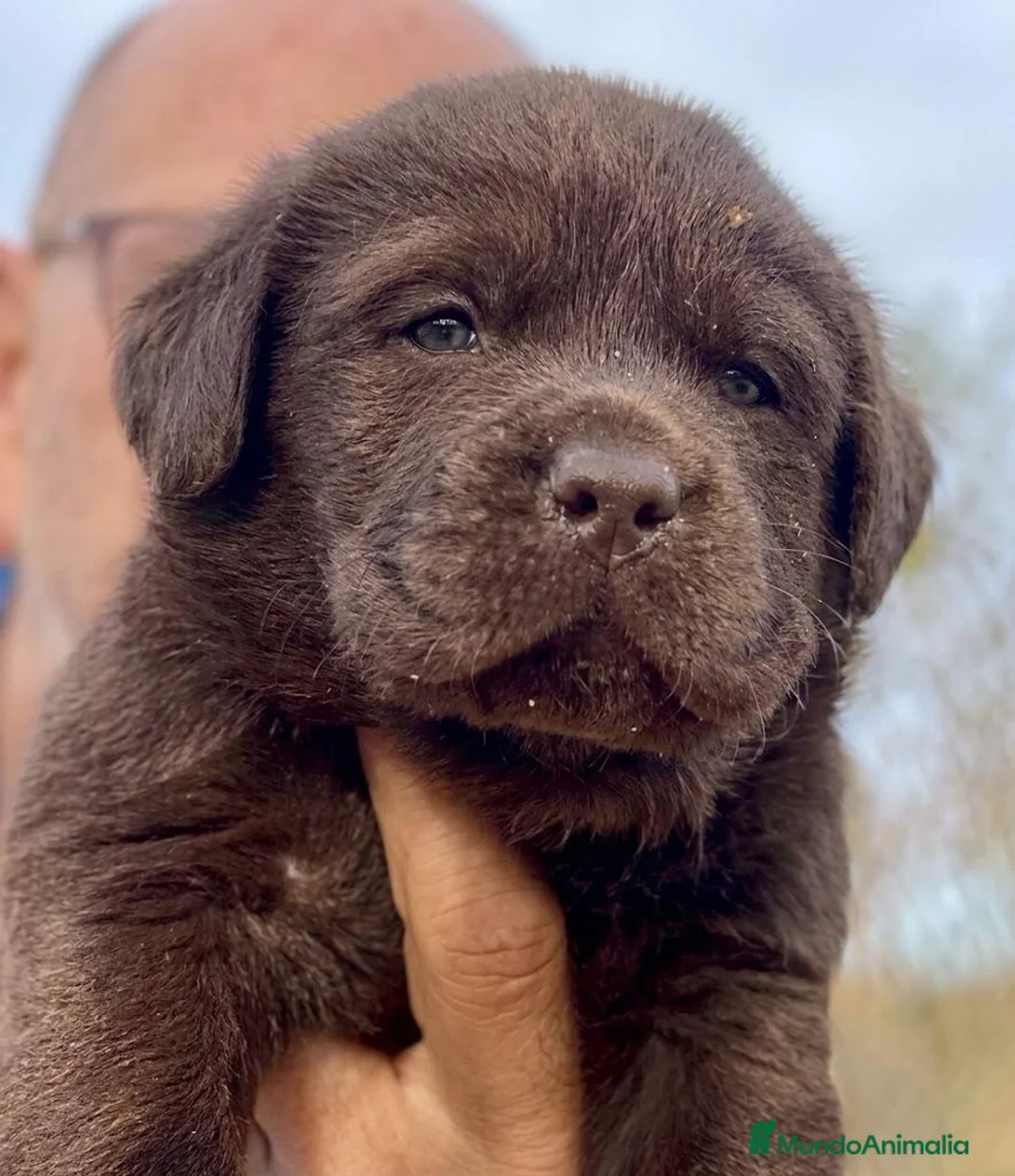 Labrador Retriever perros en venta: labrador negro - Anuncio 13