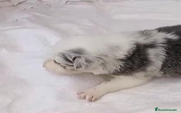 Border Collie perros en venta: Border collie  - Imagen 7