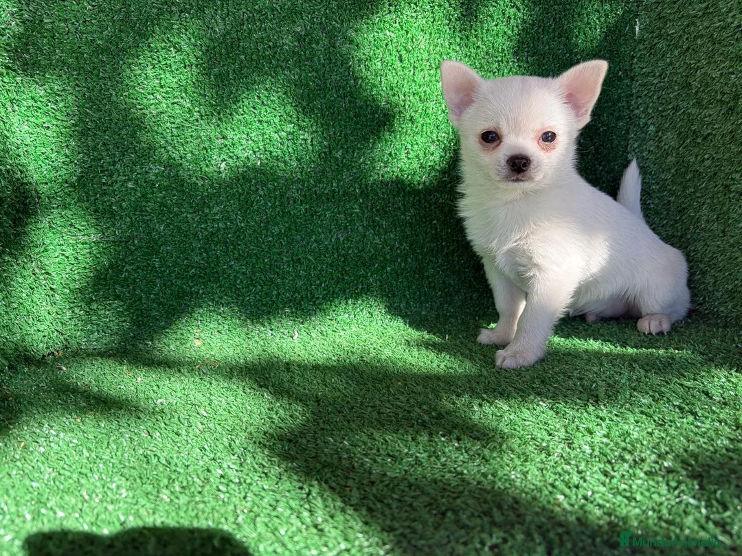 Chihuahua perros en venta: chihuahua - Anuncio 2
