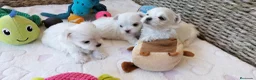 Bichón Maltés perros en venta: Preciosos cachorros Bichón Maltés - Anuncio 4