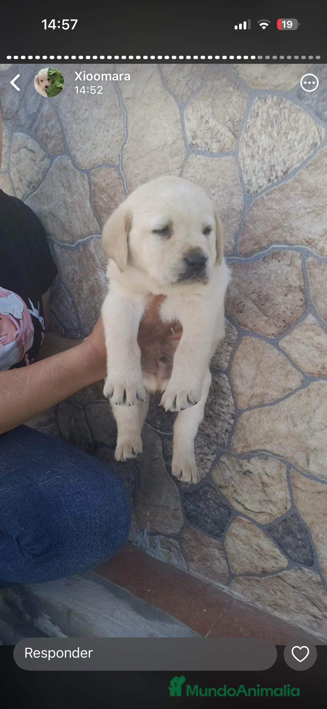 Labrador Retriever perros en venta: Labrador retriever dorado!! en Córdoba - Anuncio 5