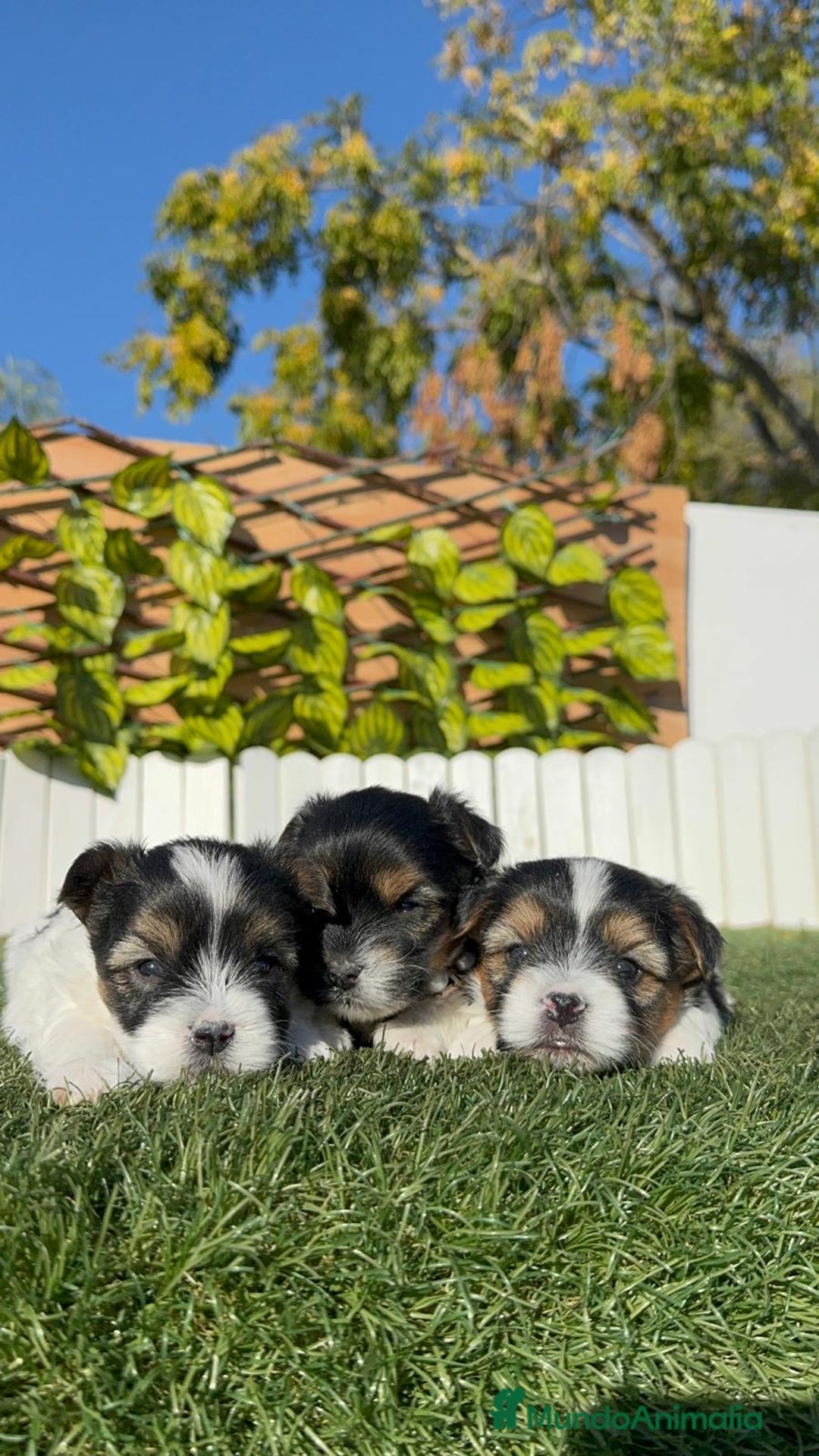 Yorkshire Terrier perros en venta: YORKSHIRE BIEWER - Anuncio 19
