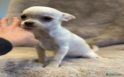 Chihuahua perros en venta: Chihuahua blanco Toy  - Anuncio 4