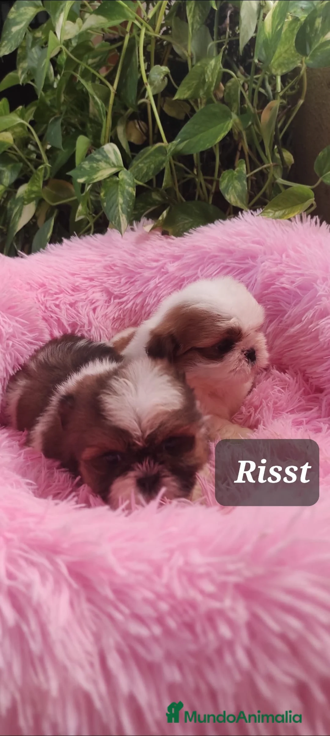 Shih Tzu perros en venta: SHIH TZUS EXCLUSIVOS  - Anuncio 2