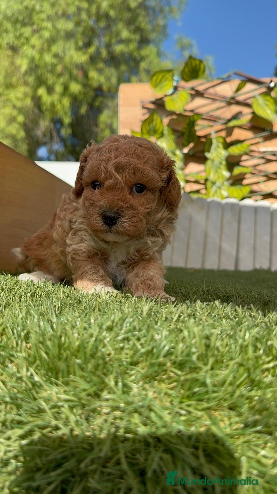 Caniche Toy perros en venta: CANICHE TOY MACHO - Imagen 15