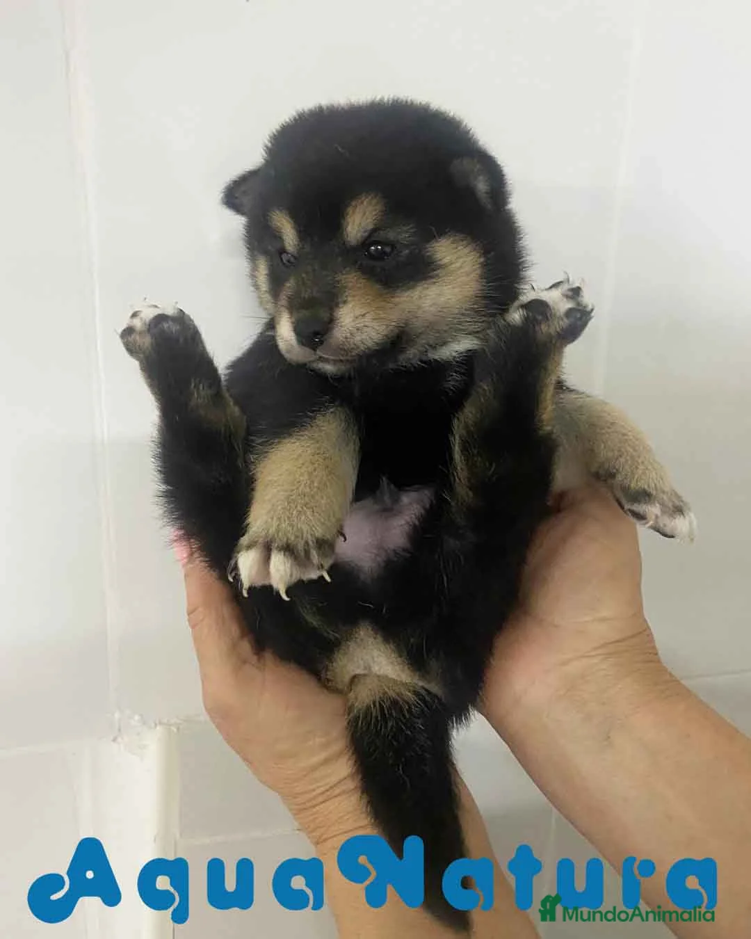Shiba Inu perros en venta: Shiba Inu Macho 1 de Marsi y Simbad AQUANATURA - Anuncio 2